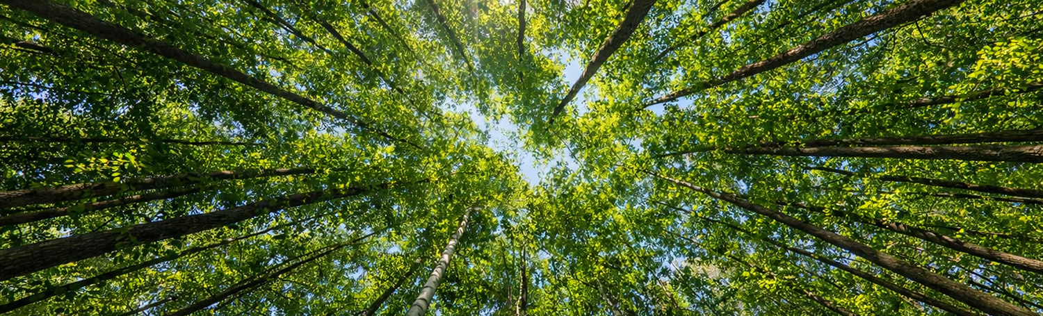 Responsible Sourcing & Forestry